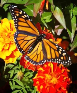 Butterfly on Marigolds paint by numbers