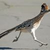 Chaparral Roadrunner Bird paint by numbers