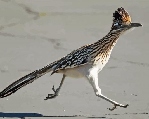 Chaparral Roadrunner Bird paint by numbers