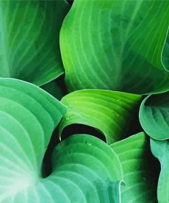 Close Up Hosta Art paint by numbers