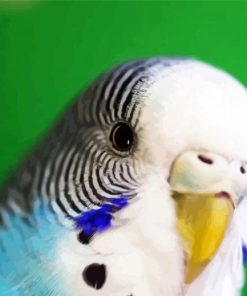 Close Up Budgerigar paint by numbers