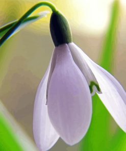 Close Up Snowdrop paint by numbers