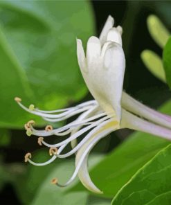 Closed Up White Honeysuckle paint by numbers