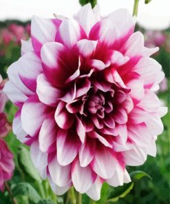 Close Up White and Red Dahlia Flower paint by numbers