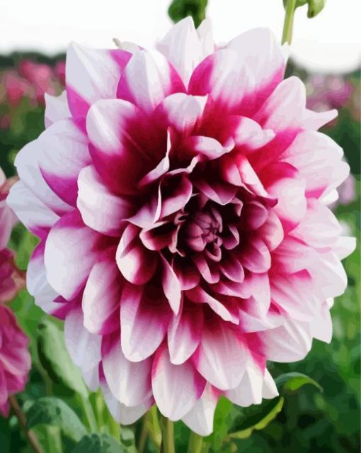 Close Up White and Red Dahlia Flower paint by numbers