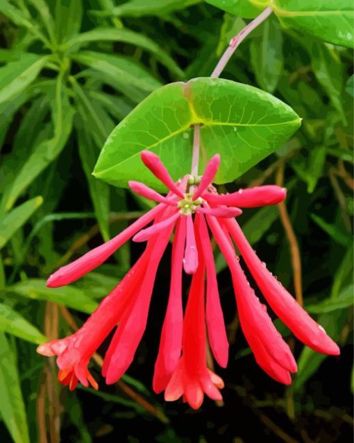 Closed Pink Honeysuckle paint by numbers