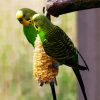 Colorful Budgerigars paint by numbers