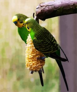 Colorful Budgerigars paint by numbers