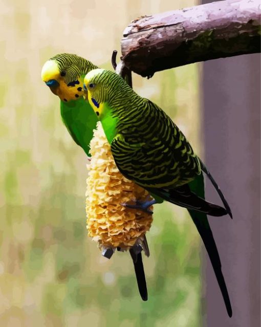 Colorful Budgerigars paint by numbers