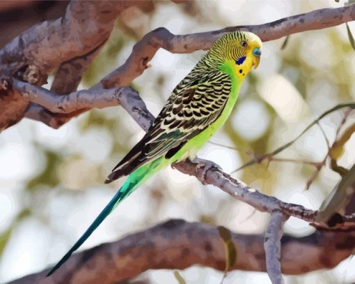 Colorful Parakeet Budgerigar Bird paint by numbers