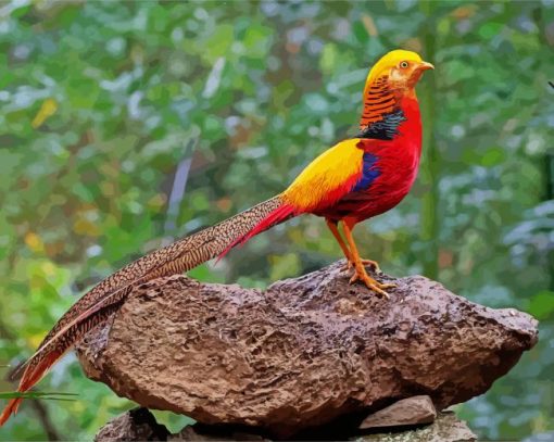 colorful Pheasant paint by numbers