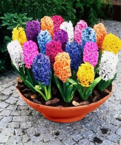 Colorful Hyacinth paint by numbers