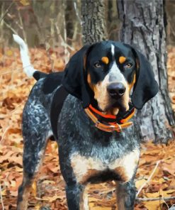 Coonhound Dog paint by numbers