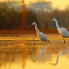 Cute Egrets paint by numbers