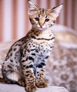 Cute Savannah Cat Animal paint by numbers