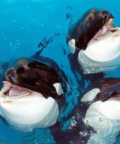 Cute Orcas paint by numbers