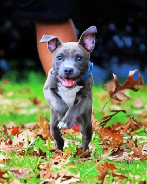 Cute Puppy Pitbull paint by numbers