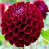 Dark Red Dahlia Flower paint by numbers