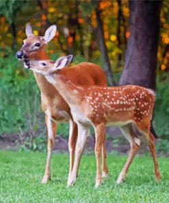 Deer Animals paint by numbers