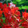 Flamboyan Flower Plant paint by numbers