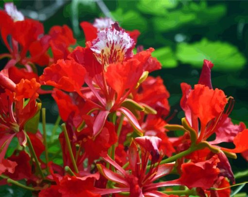 Flamboyan Flower Plant paint by numbers