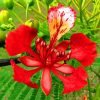 Flamboyan Tree Flower paint by numbers