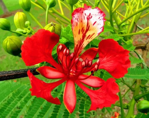 Flamboyan Tree Flower paint by numbers