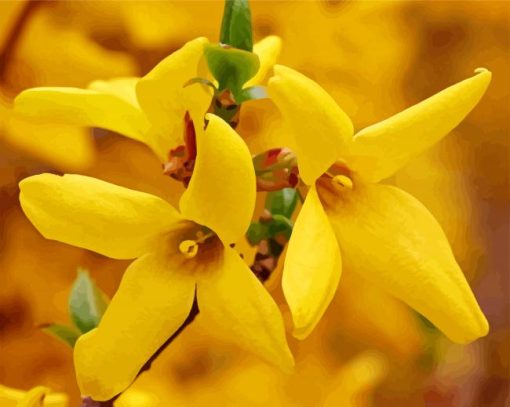 Forsythia Flowers paint by numbers