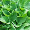 Green Hosta paint by numbers