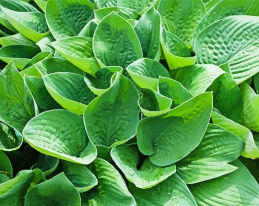 Green Hosta paint by numbers