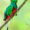 Green Quetzal paint by numbers