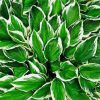 Green Hostas paint by numbers