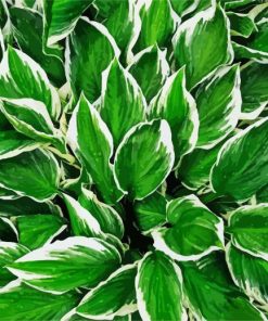 Green Hostas paint by numbers