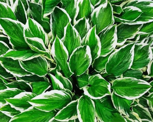 Green Hostas paint by numbers