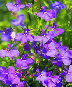 Lobelia Flowers paint by numbers