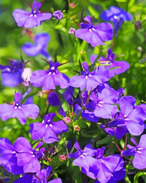 Lobelia Flowers paint by numbers