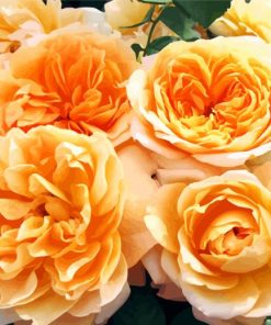 Orange Floribunda Flowers paint by numbers