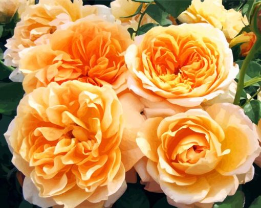 Orange Floribunda Flowers paint by numbers