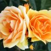 Orange Floribundas Flower paint by numbers