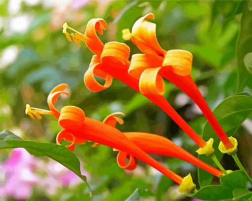 Orange Honeysuckle Plant paint by numbers