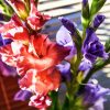 Peachy and Purple Gladiola paint by numbers