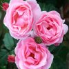 Pink Floribunda paint by numbers