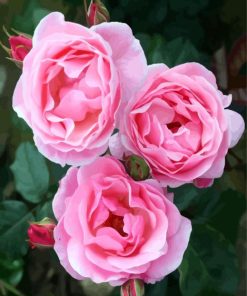 Pink Floribunda paint by numbers