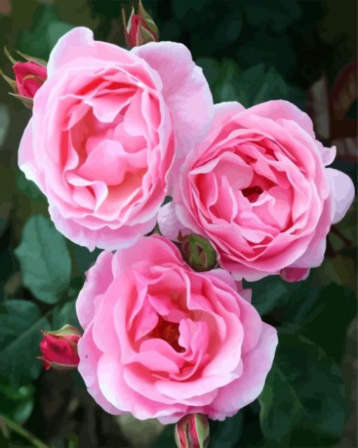 Pink Floribunda paint by numbers