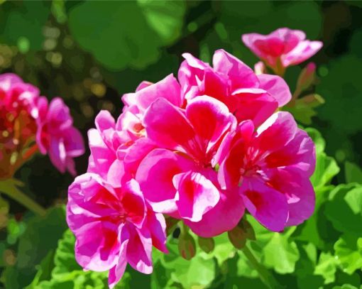 Pink Geraniums Flower paint by numbers