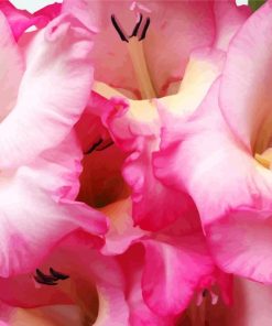 Pink Gladiolas Flower paint by numbers