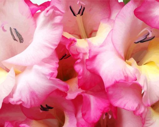 Pink Gladiolas Flower paint by numbers