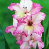 Pink Gladiola paint by numbers