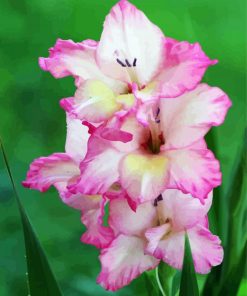 Pink Gladiola paint by numbers