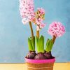 Pink Hyacinth paint by numbers